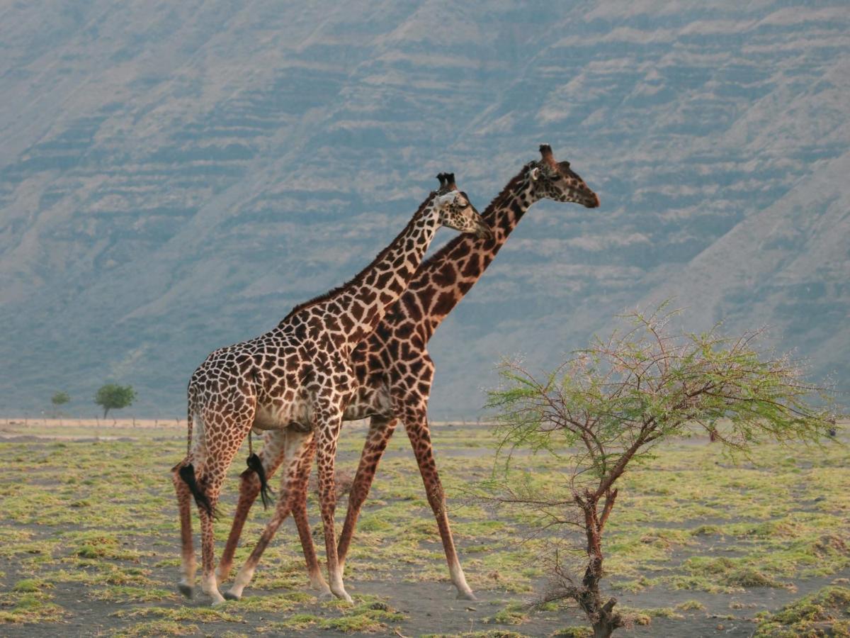 Lake Natron Maasai Giraffe Eco Lodge And Camping Mtowabaga Zewnętrze zdjęcie