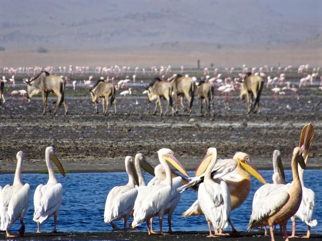 Lake Natron Maasai Giraffe Eco Lodge And Camping Mtowabaga Zewnętrze zdjęcie