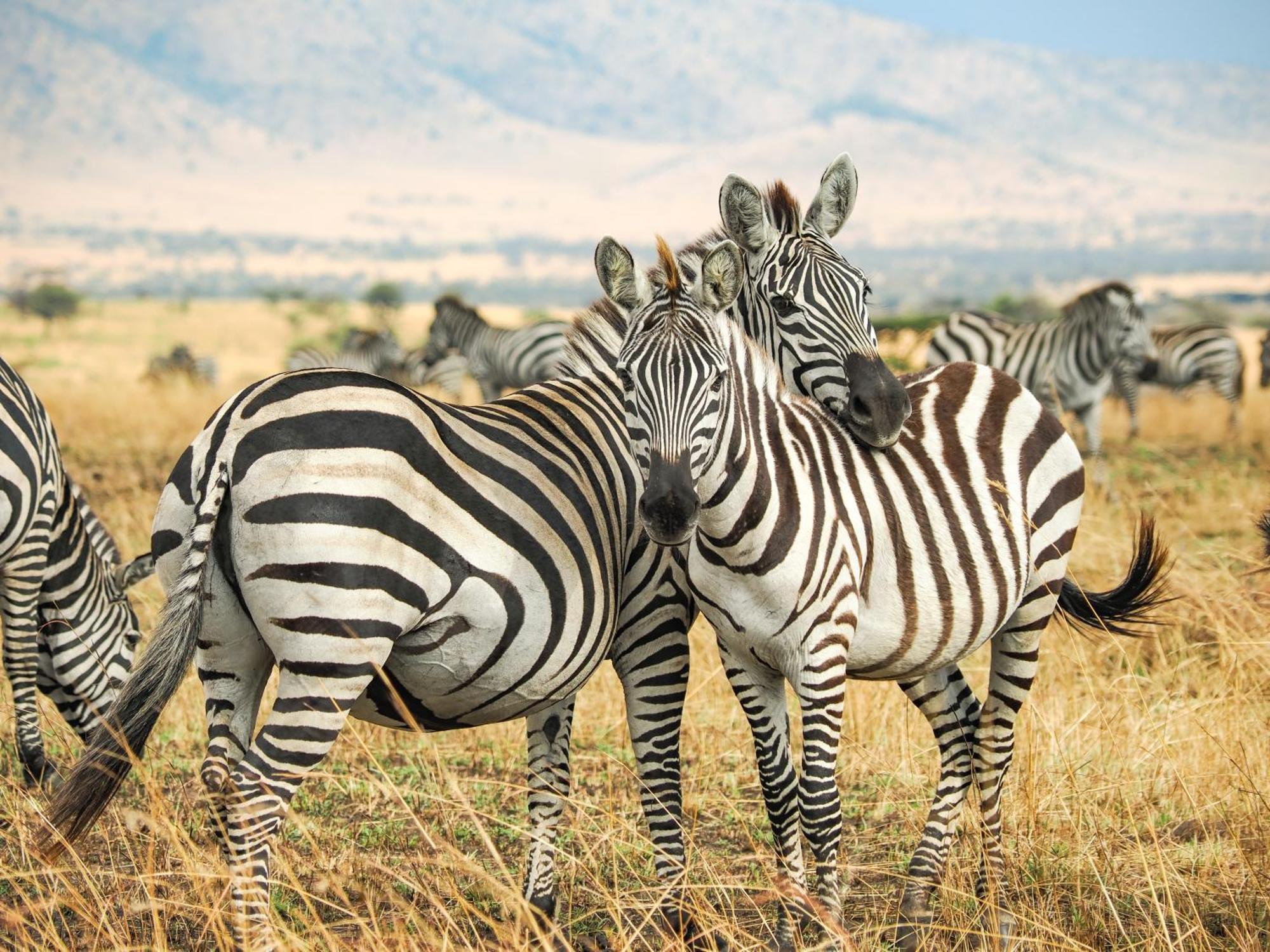 Lake Natron Maasai Giraffe Eco Lodge And Camping Mtowabaga Zewnętrze zdjęcie